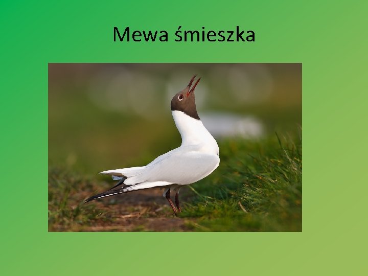 Mewa śmieszka 