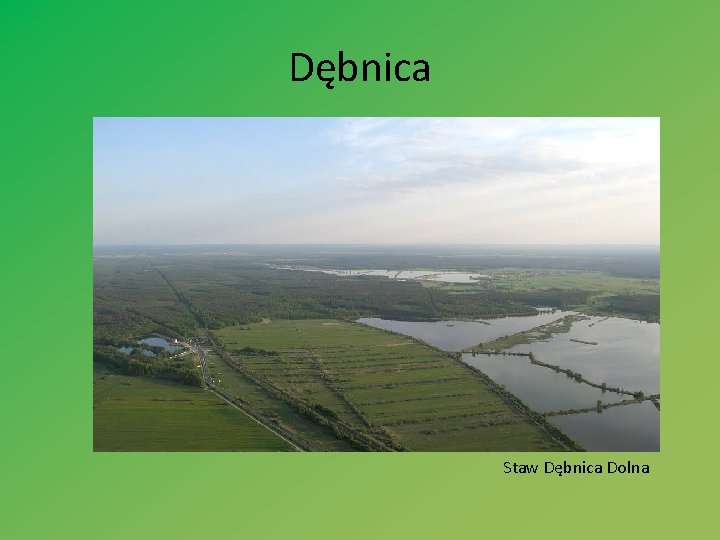 Dębnica Staw Dębnica Dolna 