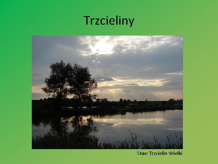 Trzcieliny Staw Trzcielin Wielki 