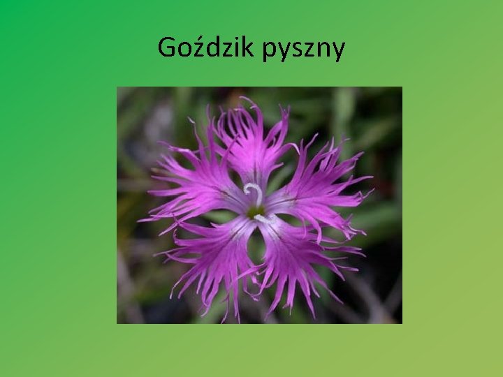 Goździk pyszny 