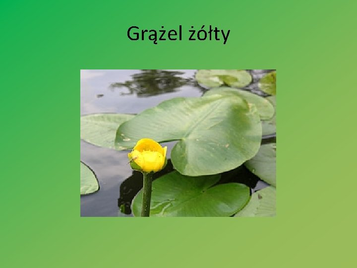 Grążel żółty 