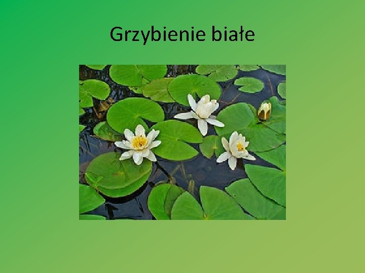 Grzybienie białe 