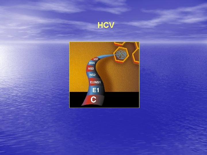 HCV 