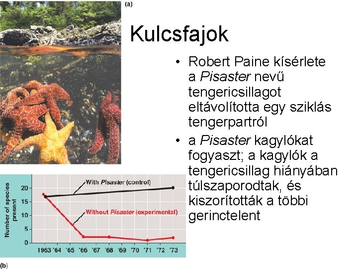 Kulcsfajok • Robert Paine kísérlete a Pisaster nevű tengericsillagot eltávolította egy sziklás tengerpartról •