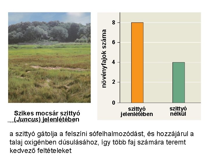 növényfajok száma 8 6 4 2 0 Szikes mocsár szittyó (Juncus) jelenlétében szittyó nélkül