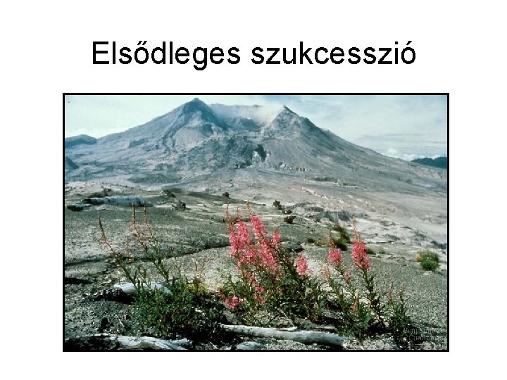 Elsődleges szukcesszió 