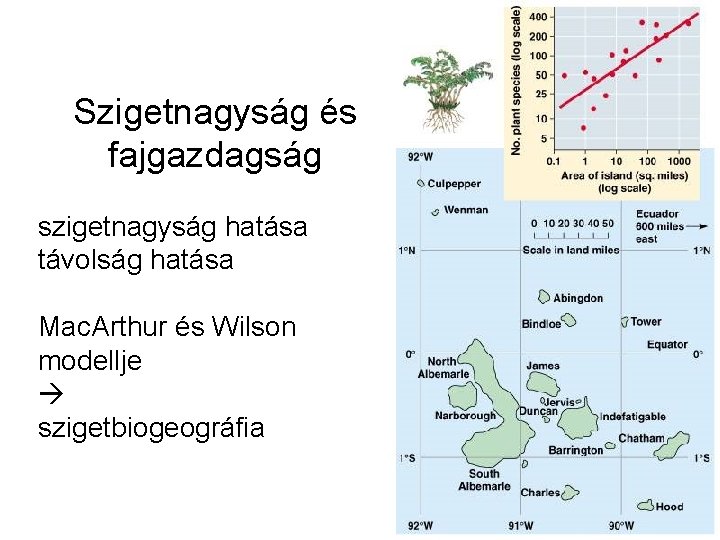 Szigetnagyság és fajgazdagság szigetnagyság hatása távolság hatása Mac. Arthur és Wilson modellje szigetbiogeográfia 