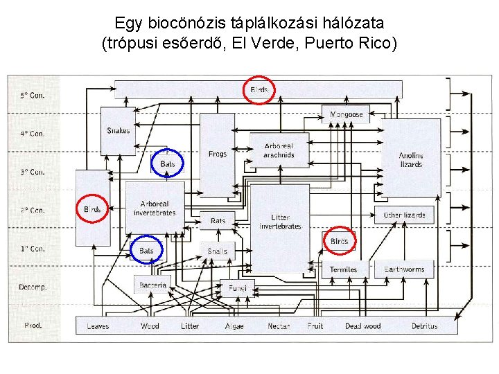 Egy biocönózis táplálkozási hálózata (trópusi esőerdő, El Verde, Puerto Rico) 