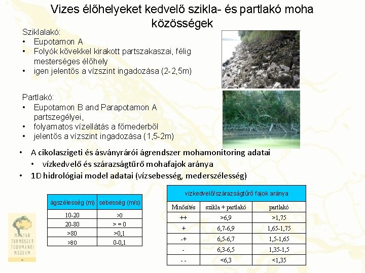 Vizes élőhelyeket kedvelő szikla- és partlakó moha közösségek Sziklalakó: • Eupotamon A • Folyók