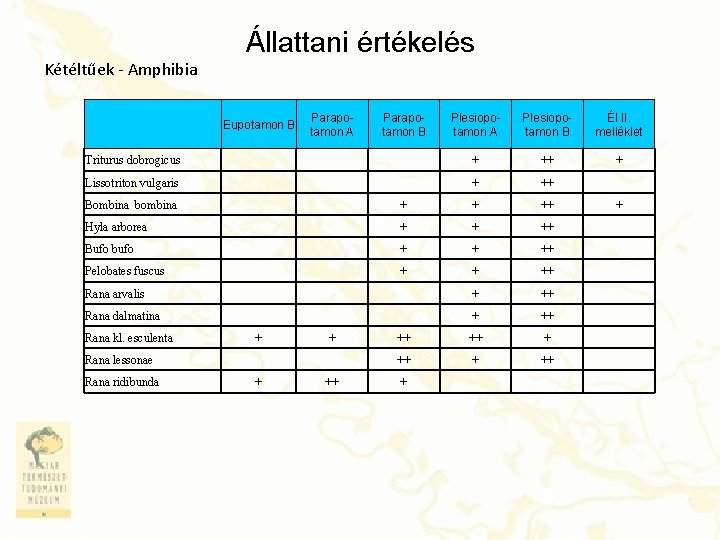 Állattani értékelés Kétéltűek - Amphibia Eupotamon B Parapotamon A Parapotamon B Plesiopotamon A Plesiopotamon