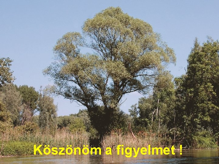 Köszönöm a figyelmet ! 