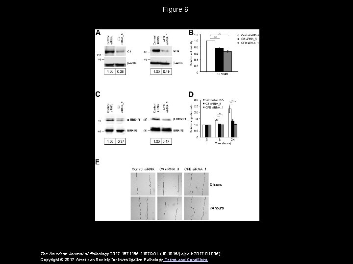 Figure 6 The American Journal of Pathology 2017 1871186 -1197 DOI: (10. 1016/j. ajpath. Figure 6 The American Journal of Pathology 2017 1871186 -1197 DOI: (10. 1016/j. ajpath.