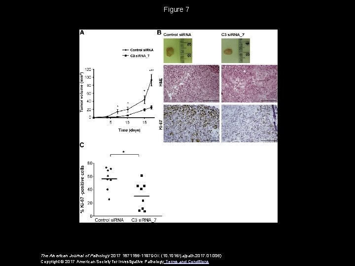 Figure 7 The American Journal of Pathology 2017 1871186 -1197 DOI: (10. 1016/j. ajpath. Figure 7 The American Journal of Pathology 2017 1871186 -1197 DOI: (10. 1016/j. ajpath.