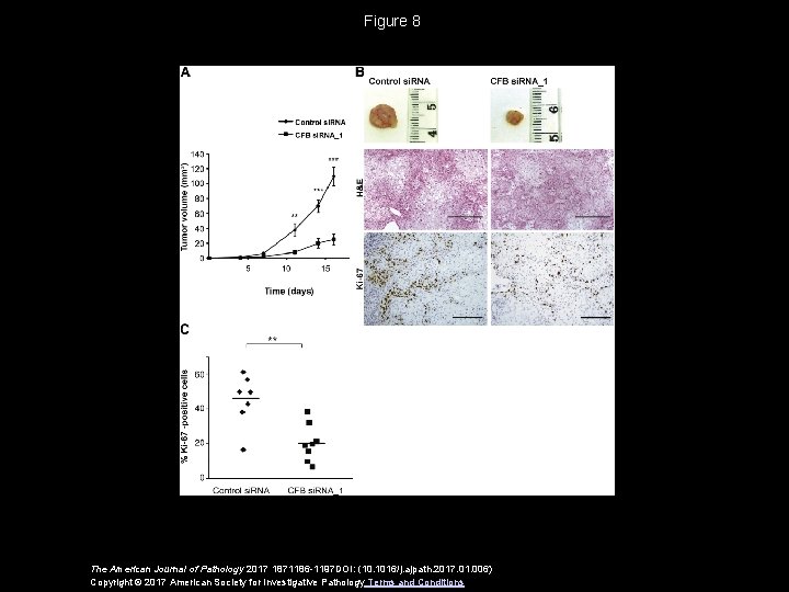 Figure 8 The American Journal of Pathology 2017 1871186 -1197 DOI: (10. 1016/j. ajpath.