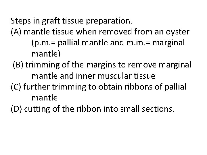 Steps in graft tissue preparation. (A) mantle tissue when removed from an oyster (p.
