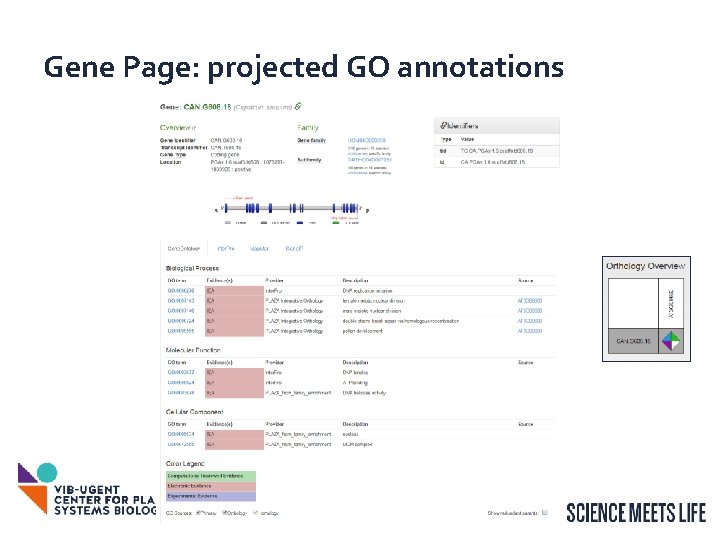 Gene Page: projected GO annotations 29 