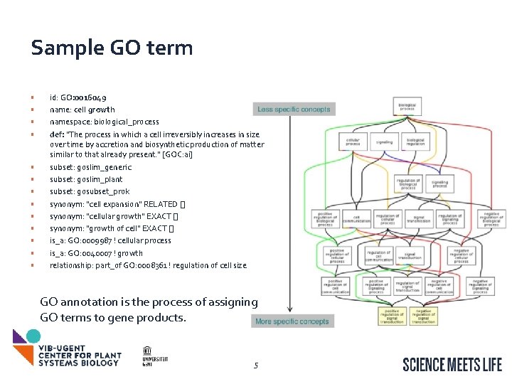 Sample GO term • • • • id: GO: 0016049 name: cell growth namespace: