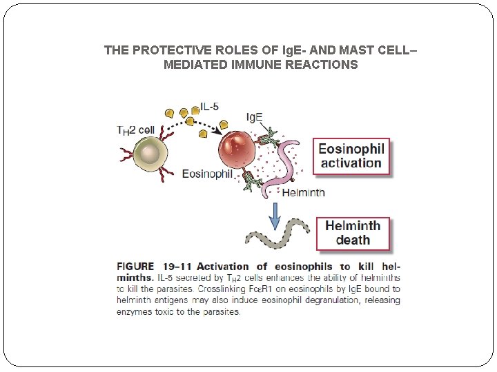 THE PROTECTIVE ROLES OF Ig. E- AND MAST CELL– MEDIATED IMMUNE REACTIONS 