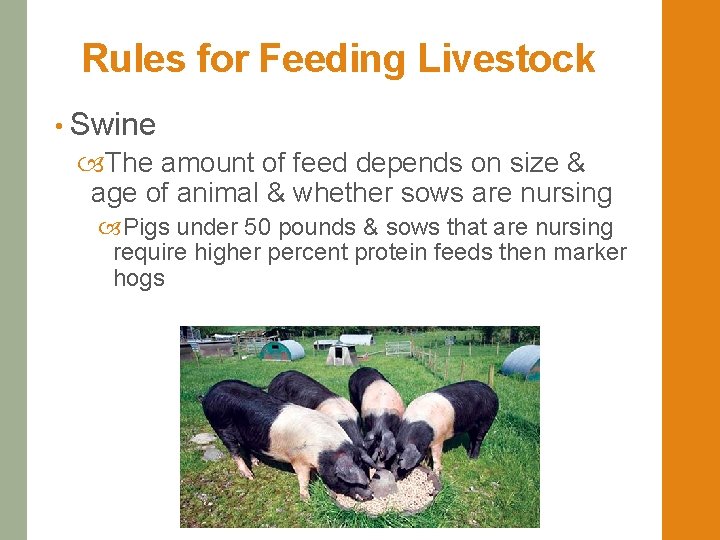 Objective 6 01 Apply Rations for Livestock Animals