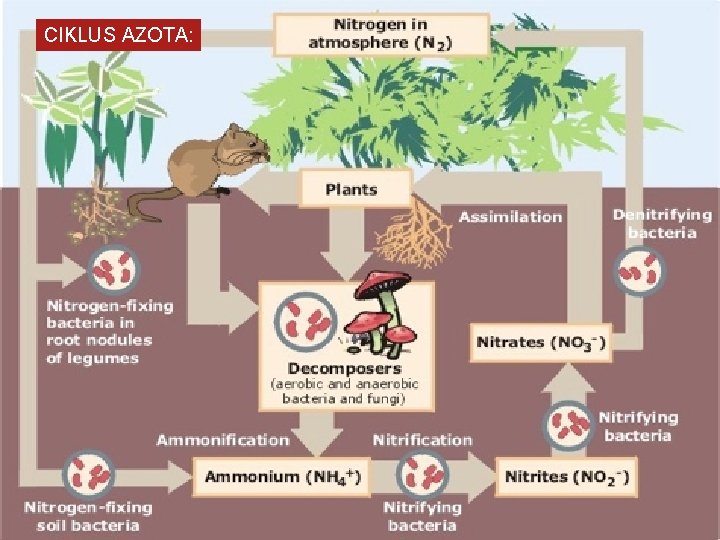 CIKLUS AZOTA: AZOT SE JAVLJA U OBLIKU ORGANSKIH I NEORGANSKIH JEDINJENJA. ORGANSKA JEDINJENJA NISU