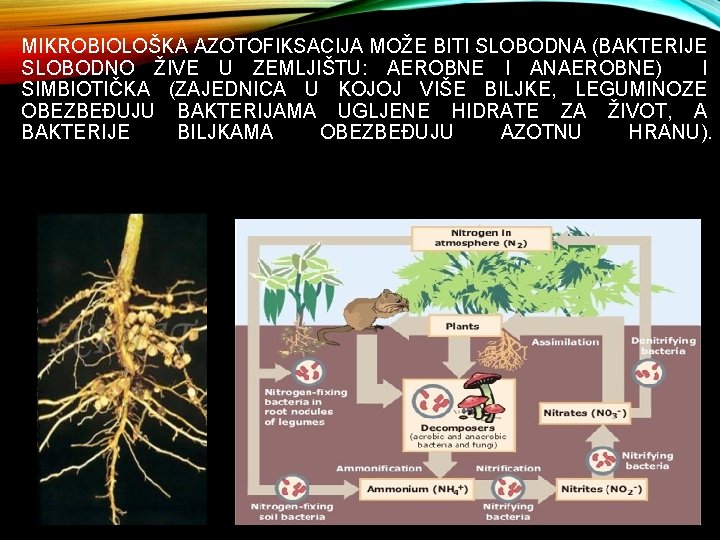 MIKROBIOLOŠKA AZOTOFIKSACIJA MOŽE BITI SLOBODNA (BAKTERIJE SLOBODNO ŽIVE U ZEMLJIŠTU: AEROBNE I ANAEROBNE) I