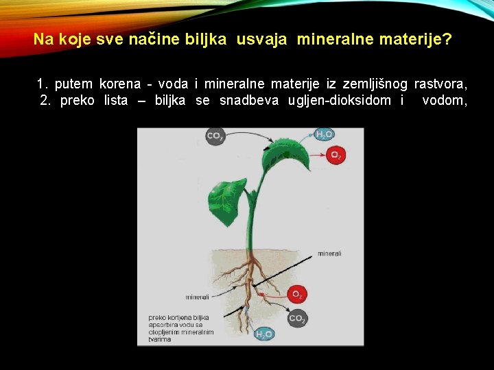 Na koje sve načine biljka usvaja mineralne materije? 1. putem korena - voda i