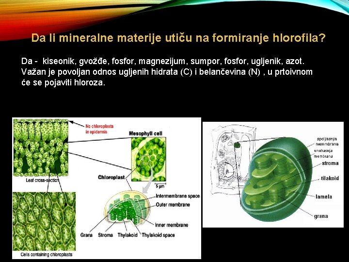 Da li mineralne materije utiču na formiranje hlorofila? Da - kiseonik, gvožđe, fosfor, magnezijum,