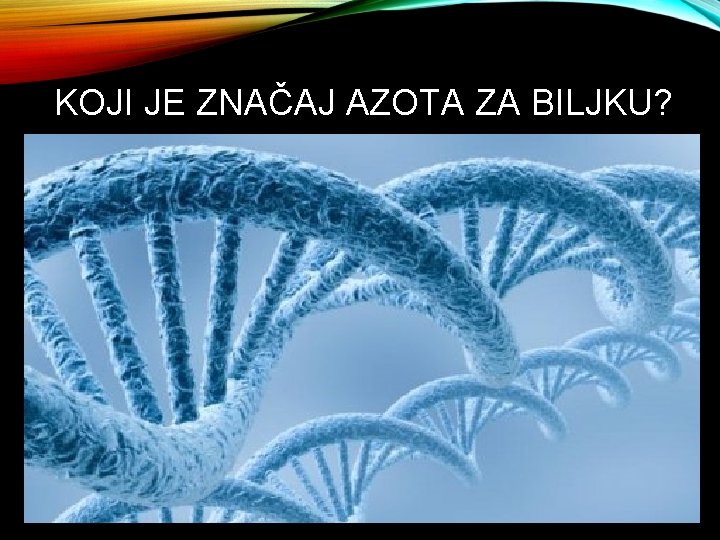 KOJI JE ZNAČAJ AZOTA ZA BILJKU? 