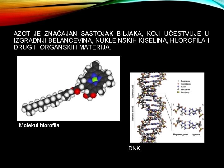 AZOT JE ZNAČAJAN SASTOJAK BILJAKA, KOJI UČESTVUJE U IZGRADNJI BELANČEVINA, NUKLEINSKIH KISELINA, HLOROFILA I