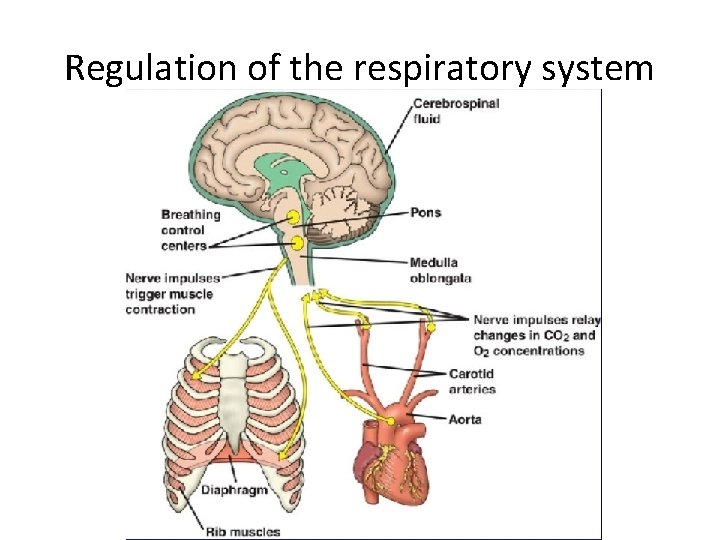 Regulation of the respiratory system 