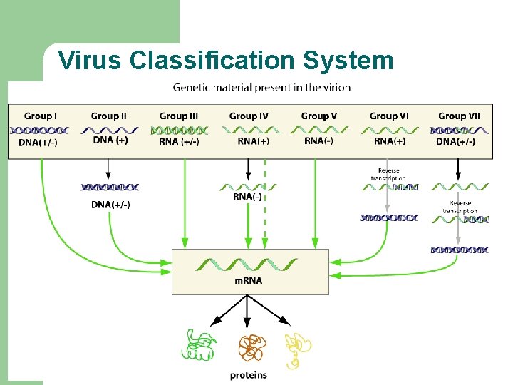 Virus Classification System 