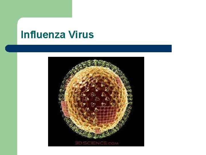 Influenza Virus 