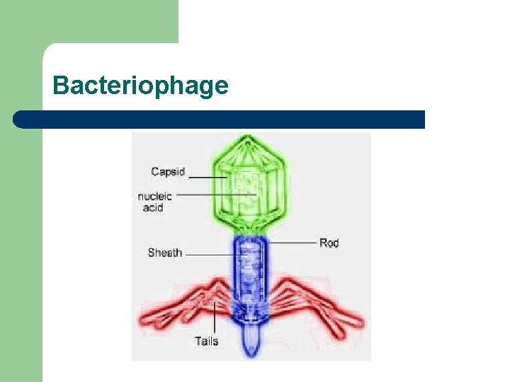 Bacteriophage 