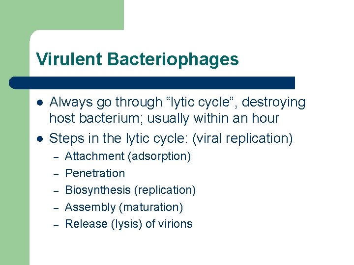 Virulent Bacteriophages l l Always go through “lytic cycle”, destroying host bacterium; usually within