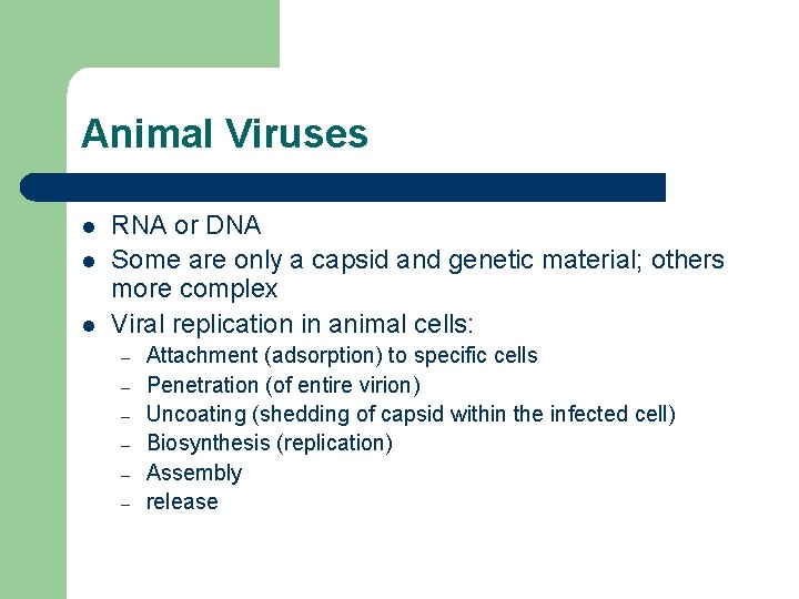 Animal Viruses l l l RNA or DNA Some are only a capsid and