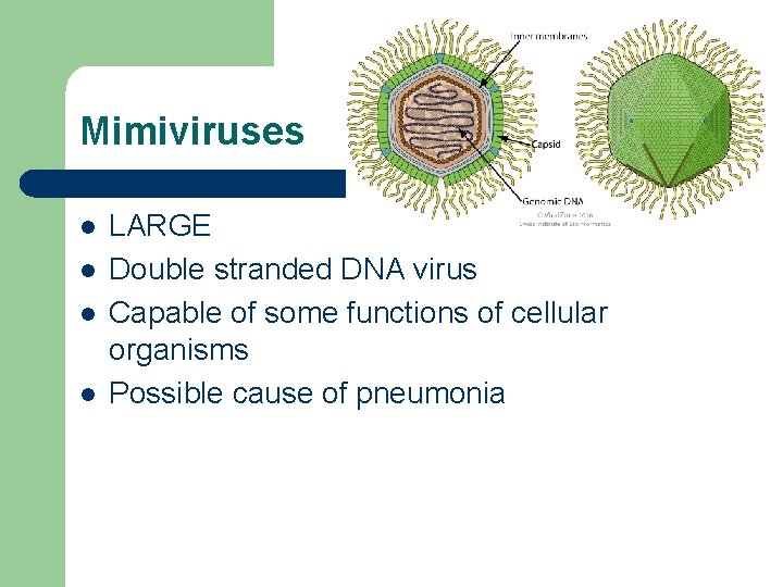 Mimiviruses l l LARGE Double stranded DNA virus Capable of some functions of cellular
