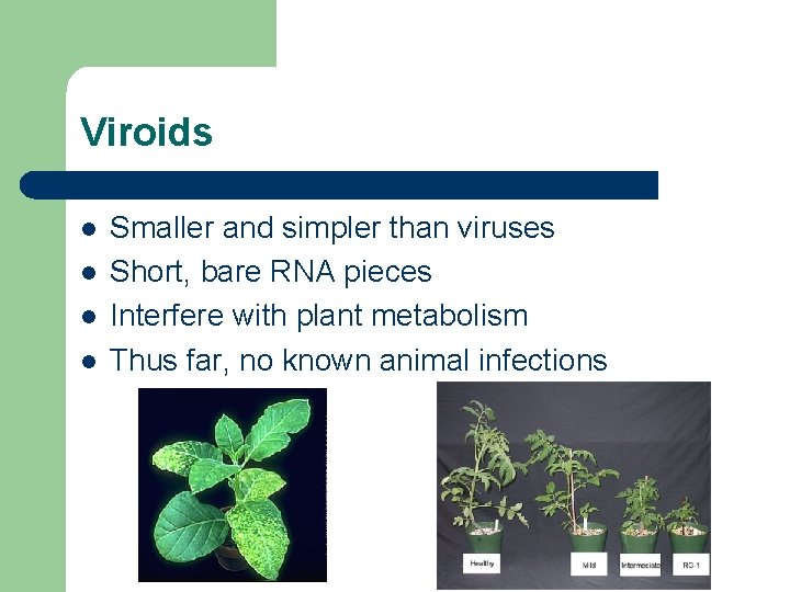 Viroids l l Smaller and simpler than viruses Short, bare RNA pieces Interfere with