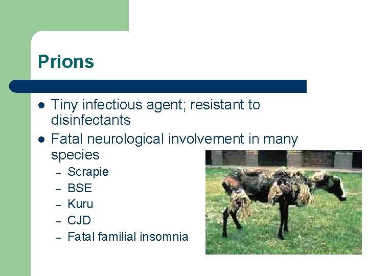 Prions l l Tiny infectious agent; resistant to disinfectants Fatal neurological involvement in many