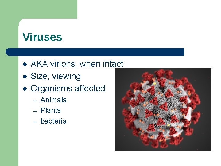 Viruses l l l AKA virions, when intact Size, viewing Organisms affected – –