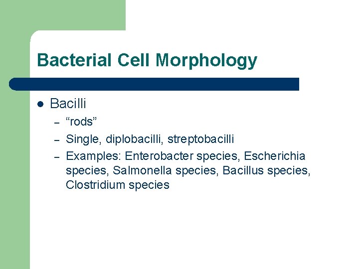 Bacterial Cell Morphology l Bacilli – – – “rods” Single, diplobacilli, streptobacilli Examples: Enterobacter