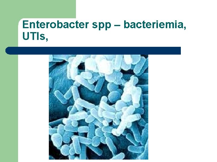 Enterobacter spp – bacteriemia, UTIs, 