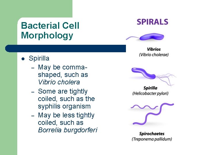 Bacterial Cell Morphology l Spirilla – May be commashaped, such as Vibrio cholera –