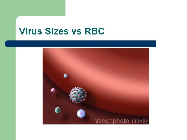 Virus Sizes vs RBC 