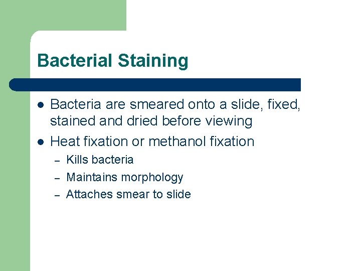 Bacterial Staining l l Bacteria are smeared onto a slide, fixed, stained and dried