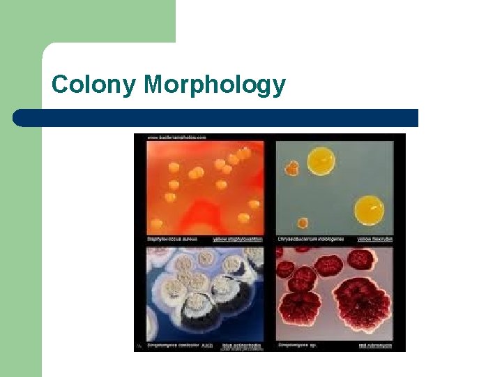Colony Morphology 