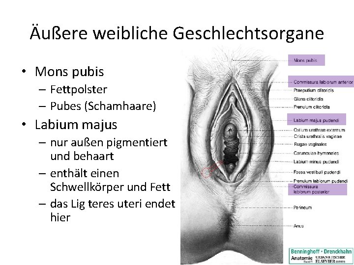 Äußere weibliche Geschlechtsorgane • Mons pubis – Fettpolster – Pubes (Schamhaare) • Labium majus