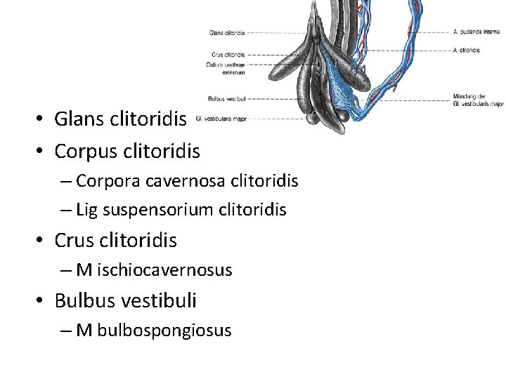  • Glans clitoridis • Corpus clitoridis – Corpora cavernosa clitoridis – Lig suspensorium