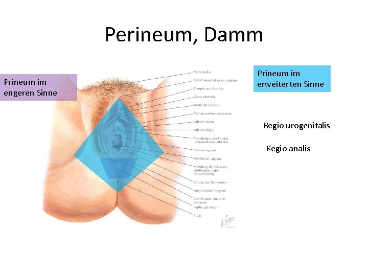 Perineum, Damm Prineum im engeren Sinne Prineum im erweiterten Sinne Regio urogenitalis Regio analis