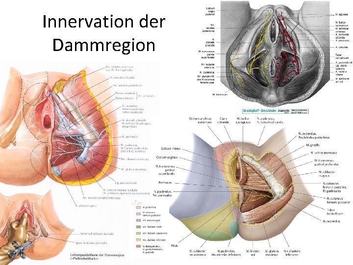 Innervation der Dammregion 