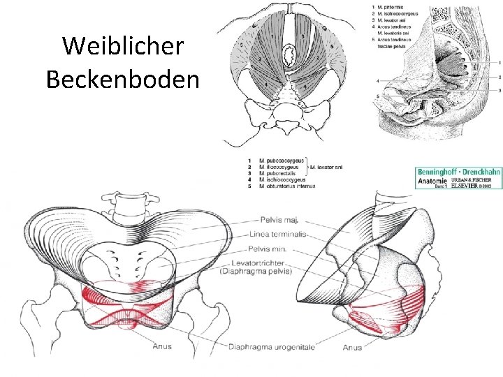 Weiblicher Beckenboden 